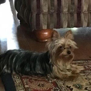 Meet your Posher, Nancy